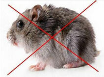 老鼠防治 老鼠防治