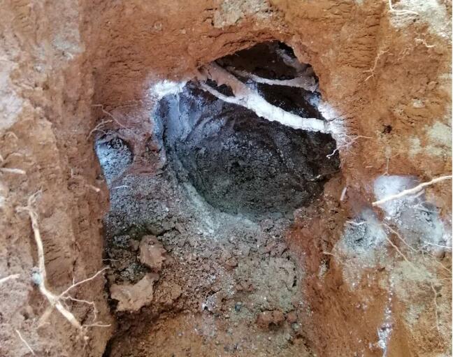 白蟻防治實(shí)景圖 白蟻防治實景圖