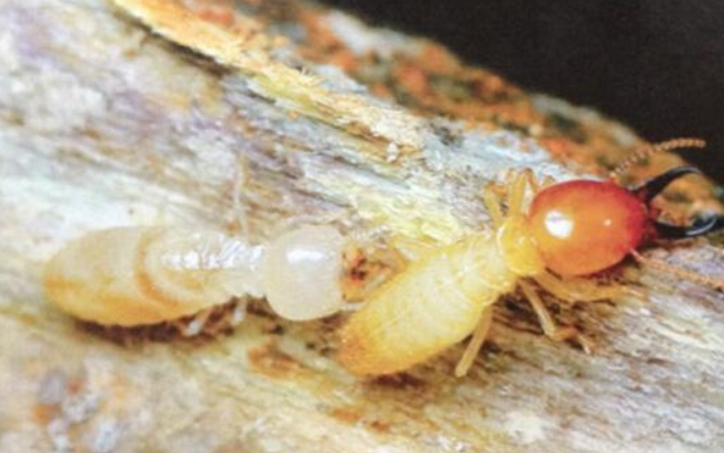 白蟻怎麽消(xiāo)滅最有效方法 白蟻怎麽消滅最有(yǒu)效(xiào)方法