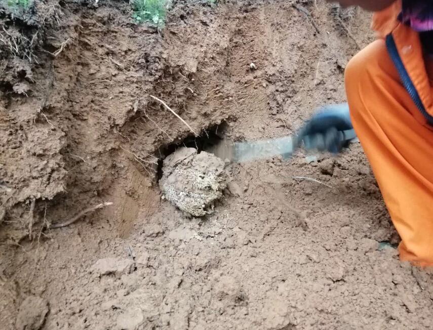 白蟻體型大小和進化 白蟻體型(xíng)大小和進化