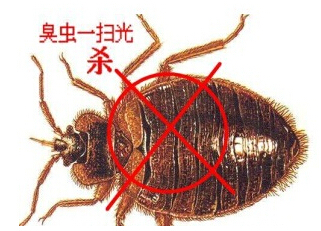 臭(chòu)蟲防治 臭蟲防治