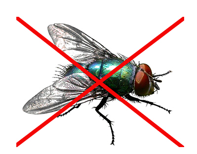 蒼蠅防治 蒼蠅防(fáng)治