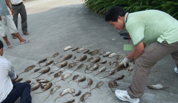 老鼠防治(zhì) 老鼠防治