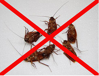 蟑螂防治 蟑螂防治