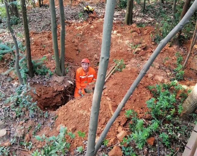 林木白蟻防治方法 林(lín)木白蟻防(fáng)治方法