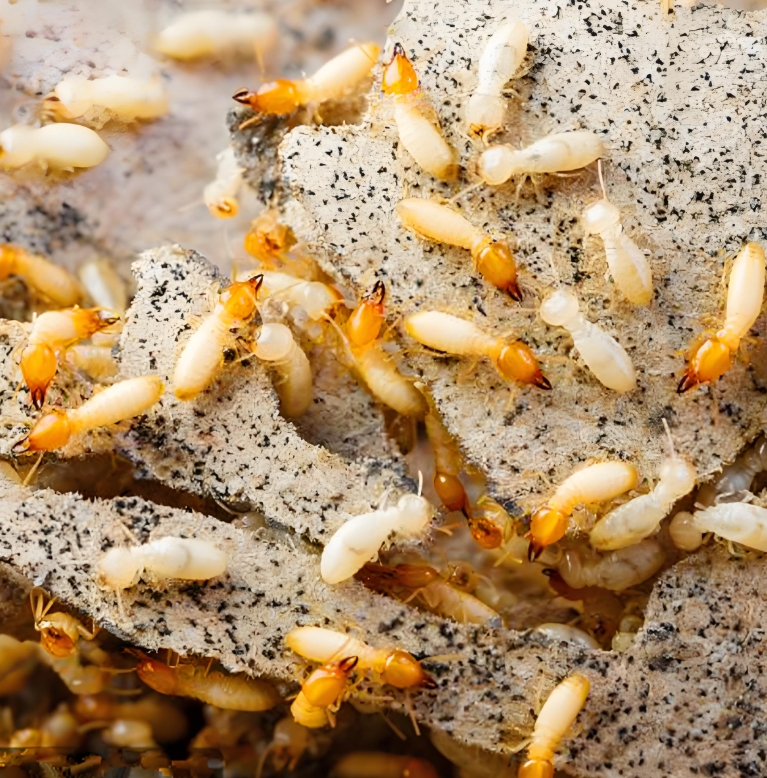 白蟻(yǐ)防治知識科普 白(bái)蟻防治知識科普