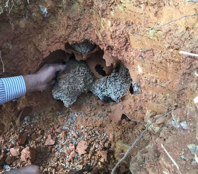 江堤大壩水庫水利白蟻治理 江堤(dī)大壩水庫水利白蟻治理