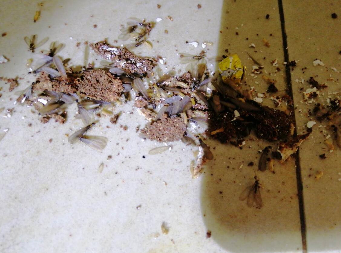 滅除四(sì)害知識(蟑螂篇) 滅除四害知識(蟑螂篇)